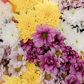 Букет из 11 кустовых хризантем микс в розовой пленке