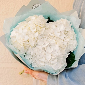 Букет из 3 белых гортензий в белой пленке
