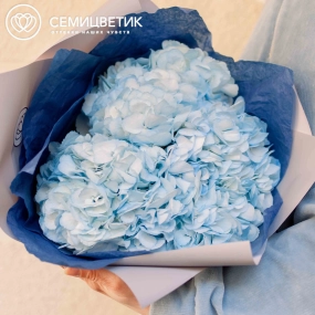Букет из 3 голубых гортензий в белой пленке