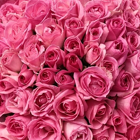 Букет из 101 розовой розы 35-40 см (Россия) в сиреневой пленке