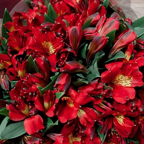 Букет из 25 красных альстромерий в бордовой пленке