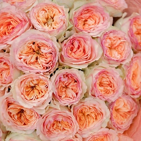 Букет из 25 персиковых пионовидных роз Flash Back 40 см в розовой пленке