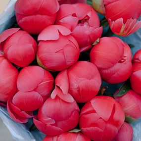 Букет из 15 коралловых пионов Coral Sunset Premium