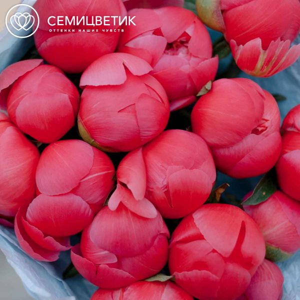 Букет из 15 коралловых пионов Coral Sunset Premium