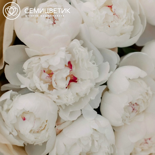 Букет из 9 нежно-розовых пионов Standart в кремовой пленке