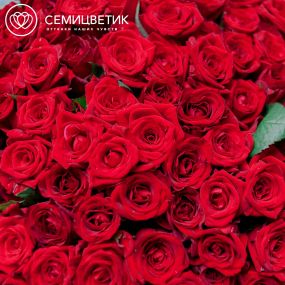 Букет из 101 красной розы 40 см (Россия)