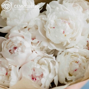 Букет из 9 нежно-розовых пионов Standart Plus в кремовой пленке