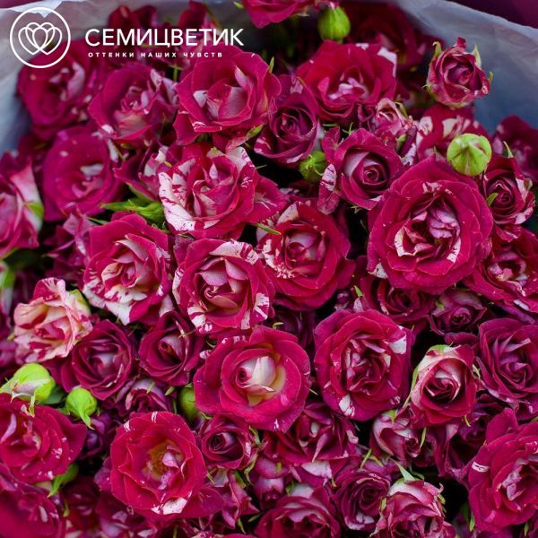 Букет из 21 кустовой розы биколор 40 см (Кения) в бордовой пленке