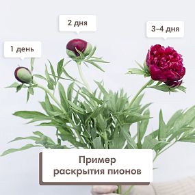 Букет из 15 бордовых пионов Standart
