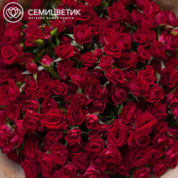 Букет из 51 красной кустовой розы 40 см (Кения) в бордовой пленке