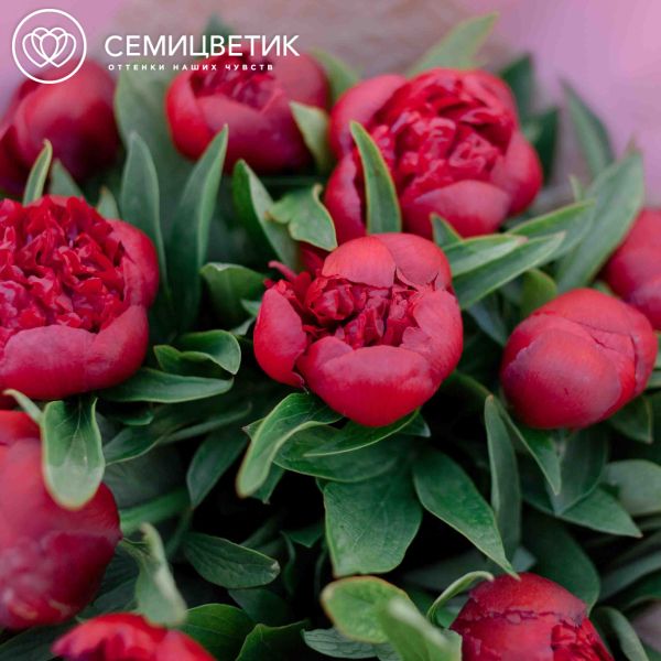 Букет из 15 бордовых пионов Standart