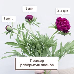 Букет из 15 ярко-розовых пионов Standart Plus