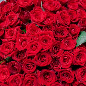 Букет из 101 красной розы 35-40 см (Россия)