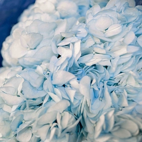 Букет из 3 голубых гортензий в белой пленке