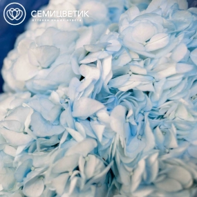 Букет из 3 голубых гортензий в белой пленке