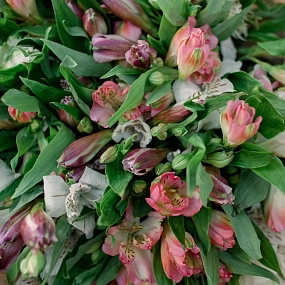 Букет из 23 альстромерий нежный микс в розовой пленке