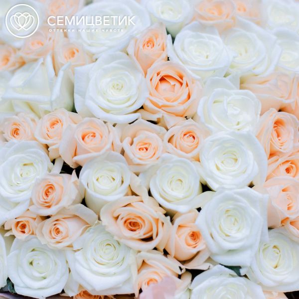 Букет из 101 кремовой и белой розы 35-40 см (Россия)